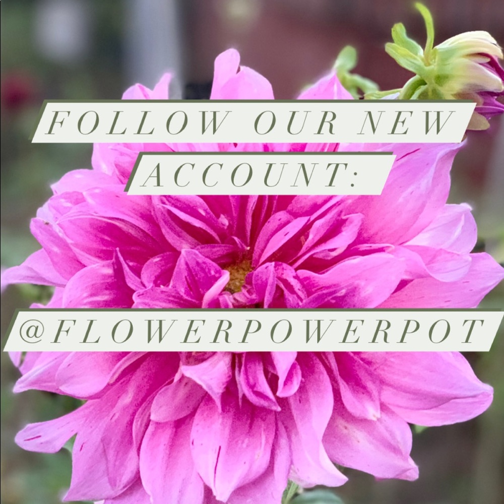 Please follow our new account! @FlowerPowerPot